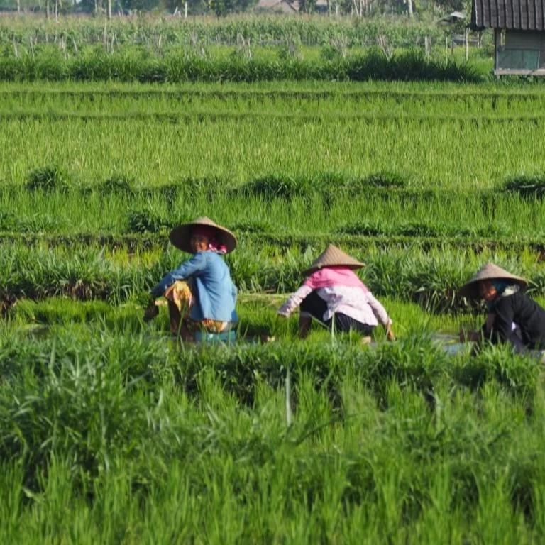 New Rinjani Homestay 테테바투 외부 사진